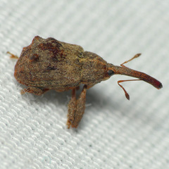 Anthonomus quadrigibbus