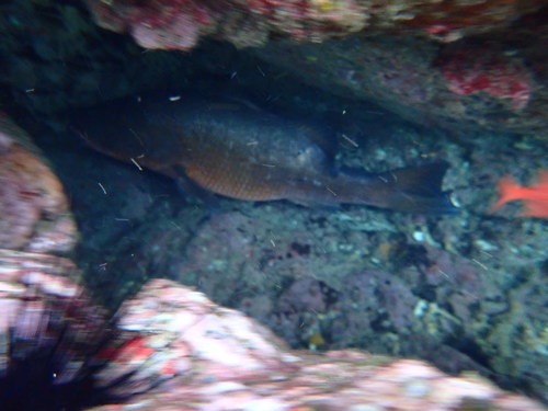 Colorado Snapper