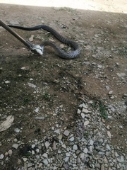 Drymarchon melanurus melanurus