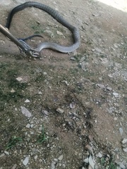 Drymarchon melanurus melanurus