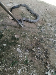 Drymarchon melanurus melanurus