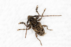 Aegomorphus circumflexus