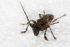 Aegomorphus circumflexus