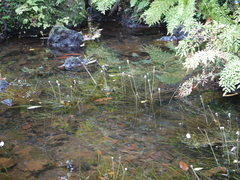 Eriocaulon tuberiferum