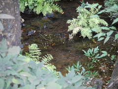 Eriocaulon tuberiferum