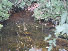 Eriocaulon tuberiferum