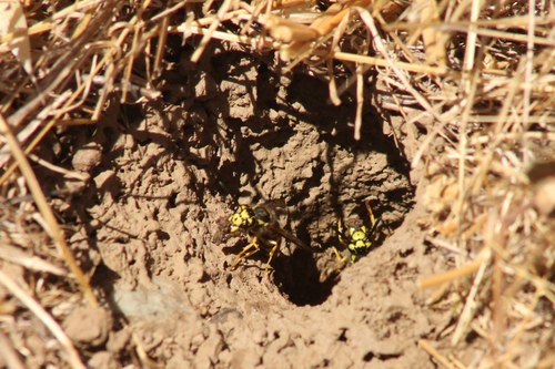 iNaturalist observation photo of Western Yellowjacket