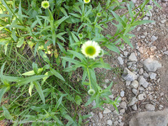 Erigeron aliceae