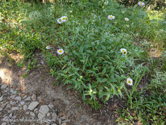 Erigeron aliceae