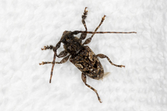 Aegomorphus circumflexus