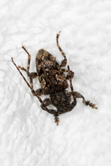 Aegomorphus circumflexus
