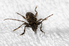 Aegomorphus circumflexus