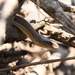 West Coast Garter Snake - Photo (c) flore_boituzat, some rights reserved (CC BY-NC)