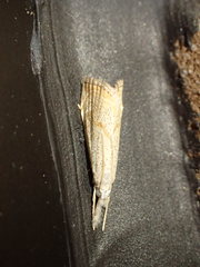 Haimbachia placidellus