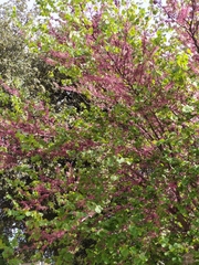Cercis siliquastrum