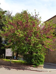Cercis siliquastrum