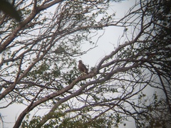 Rupornis magnirostris