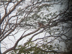 Rupornis magnirostris