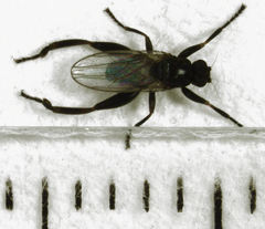 Sphaerocera curvipes