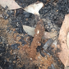 Neolentinus dactyloides