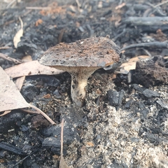Neolentinus dactyloides