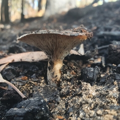 Neolentinus dactyloides