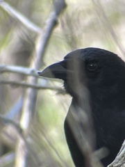 Corvus brachyrhynchos