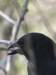 Corvus brachyrhynchos
