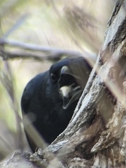 Corvus brachyrhynchos