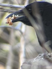 Corvus brachyrhynchos