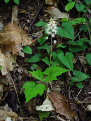 Tiarella austrina