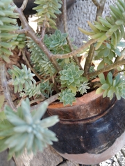 Sedum griseum