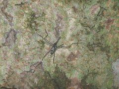 Talanthia phalangium