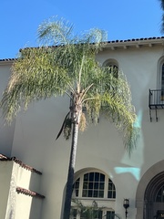 Syagrus romanzoffiana