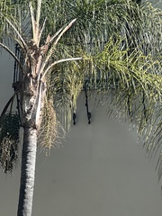 Syagrus romanzoffiana