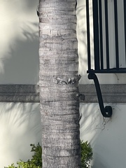 Syagrus romanzoffiana