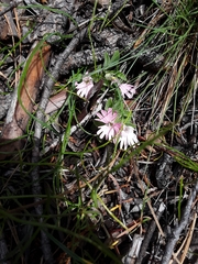 Silene hookeri