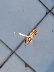 Episyrphus viridaureus