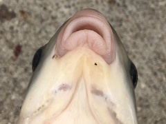 Ictiobus bubalus