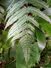 Pteridrys australis