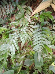 Pteridrys australis