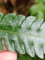 Pteridrys australis