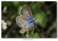 Marine Blue