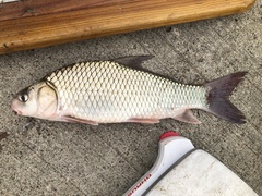 Carpiodes carpio