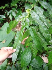 Abacopteris repanda