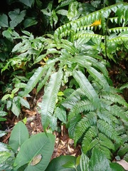 Abacopteris repanda
