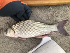 Carpiodes carpio