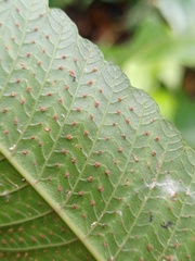 Abacopteris repanda
