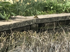 Lithobates catesbeianus