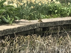 Lithobates catesbeianus